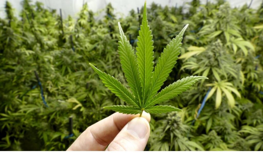 Descubre los principales síntomas de la adicción al cannabis y cuándo buscar ayuda. En Clínica NO-A ofrecemos tratamiento y desintoxicación de drogas en Valencia.